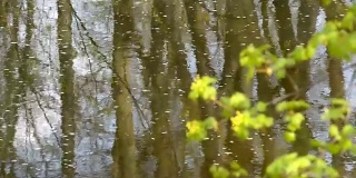 春天的小树枝在小溪前流淌着流水。架的焦点。