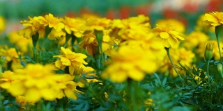 美丽的春天与黄花，多莉和特写镜头