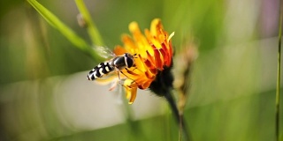 黄蜂从高山绉花收集花蜜