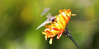 黄蜂从高山绉花收集花蜜