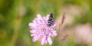 黄蜂从花中采集花蜜