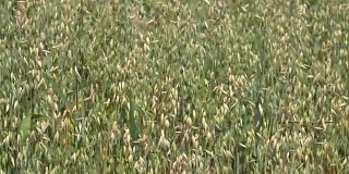 在农业种植中，燕麦作物随风移动。FullHD
