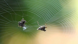 蜘蛛织网视频素材模板下载