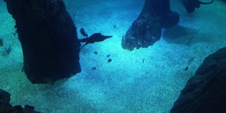 珊瑚礁的水下生物。鲨鱼、鳐鱼和其他鱼类。大的水族馆。