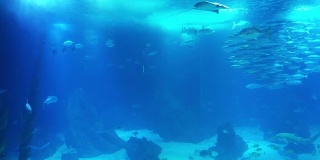 珊瑚礁的水下生物。鲨鱼、鳐鱼和其他鱼类。大的水族馆。