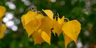 白桦枝上黄叶摇曳在秋风中