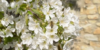 樱花上的蜜蜂。没有摄像头的运动。