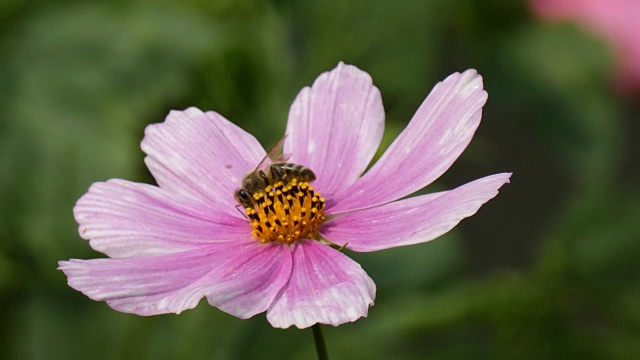 花园中的蜜蜂(Cosmos Bipinnatus)