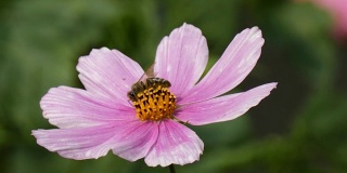 花园中的蜜蜂(Cosmos Bipinnatus)