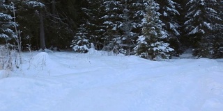 冰雪覆盖的冬季森林路