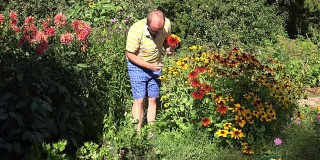 有爱的丈夫，男朋友，男人，穿短裤的男人，在阳光灿烂的花园采摘的花。FullHD