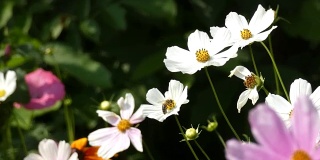 风中摇曳的花朵和蜜蜂花园的宇宙(Cosmos Bipinnatus)