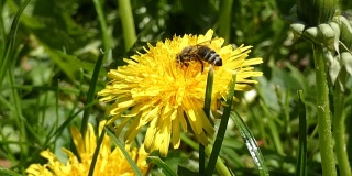 蜜蜂在蒲公英上采集花蜜