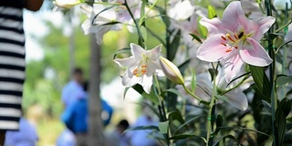 花园里有白百合和蜜蜂