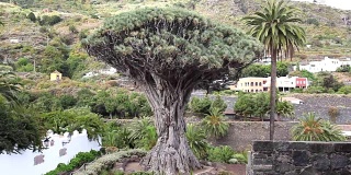 龙蜥是一种古老的树，生长在加那利群岛的特内里费