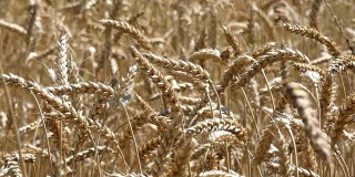 小麦收成的影响