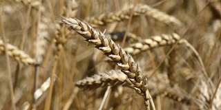 小麦的耳朵影响