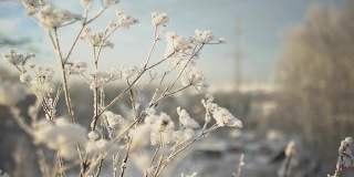 冰冻的植物在冬天一大早就会闭合