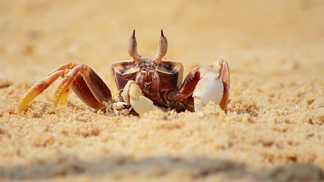 海滩上的螃蟹特写