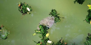 浮在浮游水面上的藻类覆盖着树叶