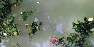 浮在浮游水面上的藻类覆盖着树叶