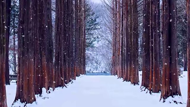 韩国奈美岛的排树和雪花。