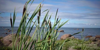 阳光明媚的夏日，芬兰湾石质海岸的全景