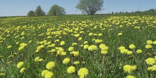 黄色的蒲公英盛开在春天的田野里。多莉的视频