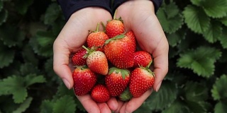 女人手上的新鲜草莓