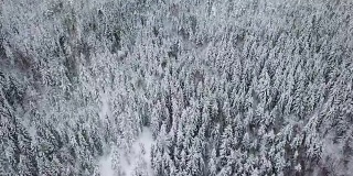 在寒冷的冬天，高空飞行的相机在大树林上空倾斜
