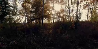 日落时的秋天森林。视频运动