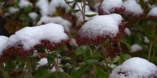 11月的第一场雪落在绿叶上。初冬。漂亮的背景