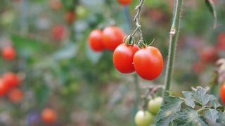 成熟番茄的枝条视频素材模板下载