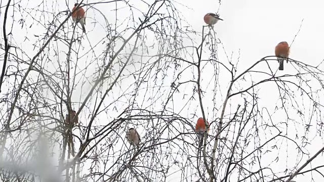 一群红腹灰雀坐在雪下的树枝上。冬天森林里明亮的鸟儿