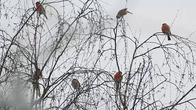 一群红腹灰雀坐在雪下的树枝上。冬天森林里明亮的鸟儿