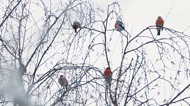 一群红腹灰雀坐在雪下的树枝上。冬天森林里明亮的鸟儿