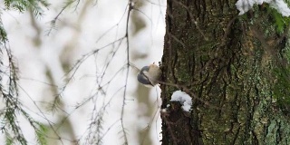 欧亚胡桃或木胡桃木将食物藏在树皮中。冬天森林里五颜六色的鸟