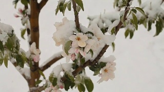 4月份下雪。白雪覆盖了开花的果树视频素材模板下载