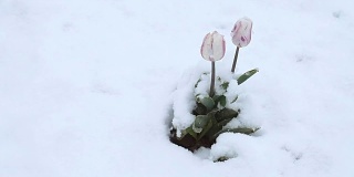 4月份下雪。白雪覆盖了开花的果树