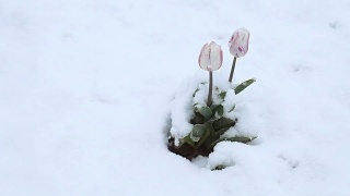 4月份下雪。白雪覆盖了开花的果树视频素材模板下载