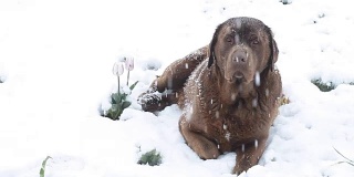 棕色的拉布拉多犬躺在四月的深雪中