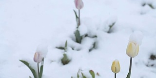 4月份下雪。白雪覆盖了开花的果树