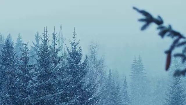 冬天的风景有雪和树