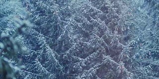 雪花从空中飘落在森林里