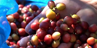 2个农民的手显示生咖啡水果豆种子的镜头