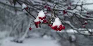 冬季风暴红浆果山白蜡树