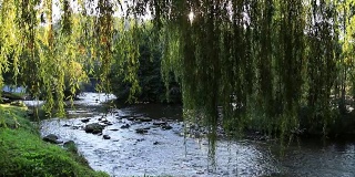 背景是奥德河的垂柳，法国