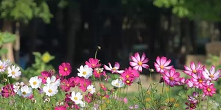 在花园里盛开的宇宙花。