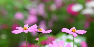 在花园里盛开的宇宙花。