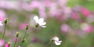 在花园里盛开的宇宙花。